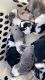 Australian Shepherd Puppies for sale in Lawrenceburg, TN, USA. price: $250