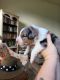Australian Shepherd Puppies for sale in Myrtle Point, OR 97458, USA. price: $1,500