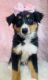 Australian Shepherd Puppies for sale in Indianapolis, IN, USA. price: $500,750