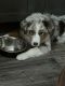 Australian Shepherd Puppies for sale in 322 Stanhope St, Brooklyn, NY 11237, USA. price: $400