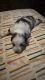Australian Shepherd Puppies for sale in Moore, OK, USA. price: $1,100