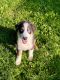 Australian Shepherd Puppies for sale in Oneonta, NY 13820, USA. price: $450