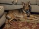 Australian Shepherd Puppies for sale in Niederwald, TX 78640, USA. price: $20