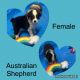 Australian Shepherd Puppies for sale in Silver Springs, FL, USA. price: $800