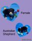 Australian Shepherd Puppies for sale in Silver Springs, FL, USA. price: $800