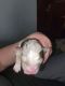 Australian Shepherd Puppies for sale in New Hampton, IA 50659, USA. price: $800