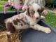 Australian Shepherd Puppies for sale in Somonauk, IL, USA. price: $750