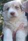 Australian Shepherd Puppies for sale in Vader, WA, USA. price: $1,000