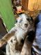 Australian Shepherd Puppies for sale in Sweetwater, TN 37874, USA. price: $460