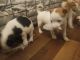 Australian Shepherd Puppies for sale in Vancouver, WA, USA. price: $500