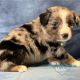 Australian Shepherd Puppies for sale in Upton, KY 42784, USA. price: $850