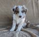 Australian Shepherd Puppies for sale in Clarkton, NC 28433, USA. price: $500