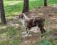 Australian Shepherd Puppies for sale in Clarkton, NC 28433, USA. price: $400