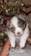 Australian Shepherd Puppies for sale in Brockport, NY 14420, USA. price: $1,300