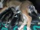 Australian Shepherd Puppies for sale in Long Creek, IL 62521, USA. price: $600