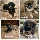 Australian Shepherd Puppies for sale in Kalama, WA 98625, USA. price: $500