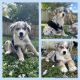 Australian Shepherd Puppies for sale in Cocoa, FL, USA. price: $2,000