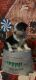 Australian Shepherd Puppies for sale in Decatur, TN 37322, USA. price: $250