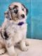 Australian Shepherd Puppies for sale in Tarboro, NC 27886, USA. price: $1,000