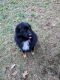 Australian Shepherd Puppies for sale in Felton, PA 17322, USA. price: NA