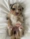 Australian Shepherd Puppies for sale in Wilmington, North Carolina. price: NA