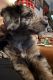 Australian Shepherd Puppies for sale in Mansfield, OH, USA. price: $350