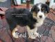 Australian Shepherd Puppies for sale in Sarcoxie, MO 64862, USA. price: $250