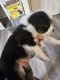 Australian Shepherd Puppies for sale in Beaverton, Oregon. price: $1,000