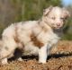 Australian Shepherd Puppies for sale in Phoenix, Arizona. price: $400