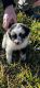 Australian Shepherd Puppies for sale in Sacramento, California. price: $550