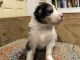 Australian Shepherd Puppies for sale in Brentwood, New Hampshire. price: $2,000