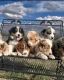 Australian Shepherd Puppies for sale in Bakersfield, California. price: $500