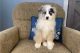 Australian Shepherd Puppies for sale in Baytown, Texas. price: $600