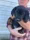 Australian Shepherd Puppies for sale in Keysville, Virginia. price: $650