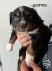 Australian Shepherd Puppies for sale in Ukiah, California. price: $800
