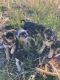 Australian Shepherd Puppies for sale in Cochise, Arizona. price: $50
