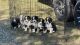 Australian Shepherd Puppies for sale in Dunnellon, FL, USA. price: $950