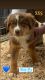 Australian Shepherd Puppies for sale in Norco, CA 92860, USA. price: $600