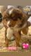 Australian Shepherd Puppies for sale in Norco, CA 92860, USA. price: $1,000