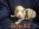 Australian Shepherd Puppies for sale in Marshfield, Missouri. price: $500