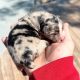 Australian Shepherd Puppies for sale in Austin, Texas. price: $3,000