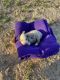 Australian Shepherd Puppies for sale in Pittsburg, Texas. price: $500