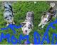 Australian Shepherd Puppies for sale in Somonauk, IL, USA. price: NA