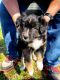 Australian Shepherd Puppies for sale in Forest City, North Carolina. price: $400