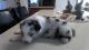 Australian Shepherd Puppies for sale in Edwards, NY 13635, USA. price: NA
