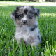 Australian Shepherd Puppies for sale in Florida, USA. price: NA