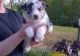 Australian Shepherd Puppies for sale in South Tamworth, Tamworth, NH 03883, USA. price: $400
