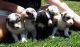 Australian Shepherd Puppies for sale in Annapolis, MD, USA. price: NA