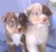 Australian Shepherd Puppies for sale in Hartford, CT, USA. price: NA