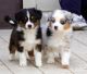 Australian Shepherd Puppies for sale in Austin, TX, USA. price: $300